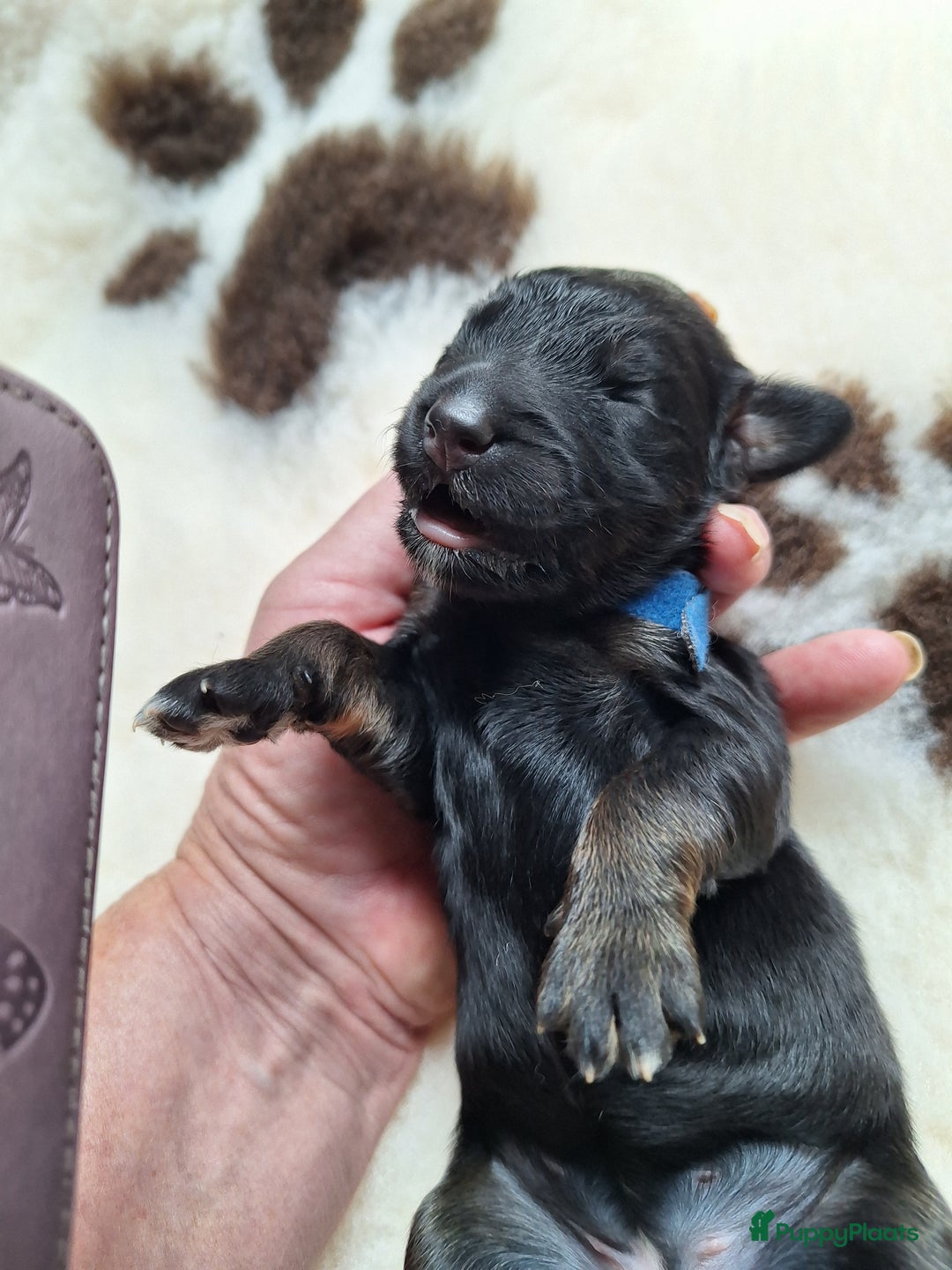 Bernedoodle honden te koop: Bernedoodles multigen - Afbeelding 8