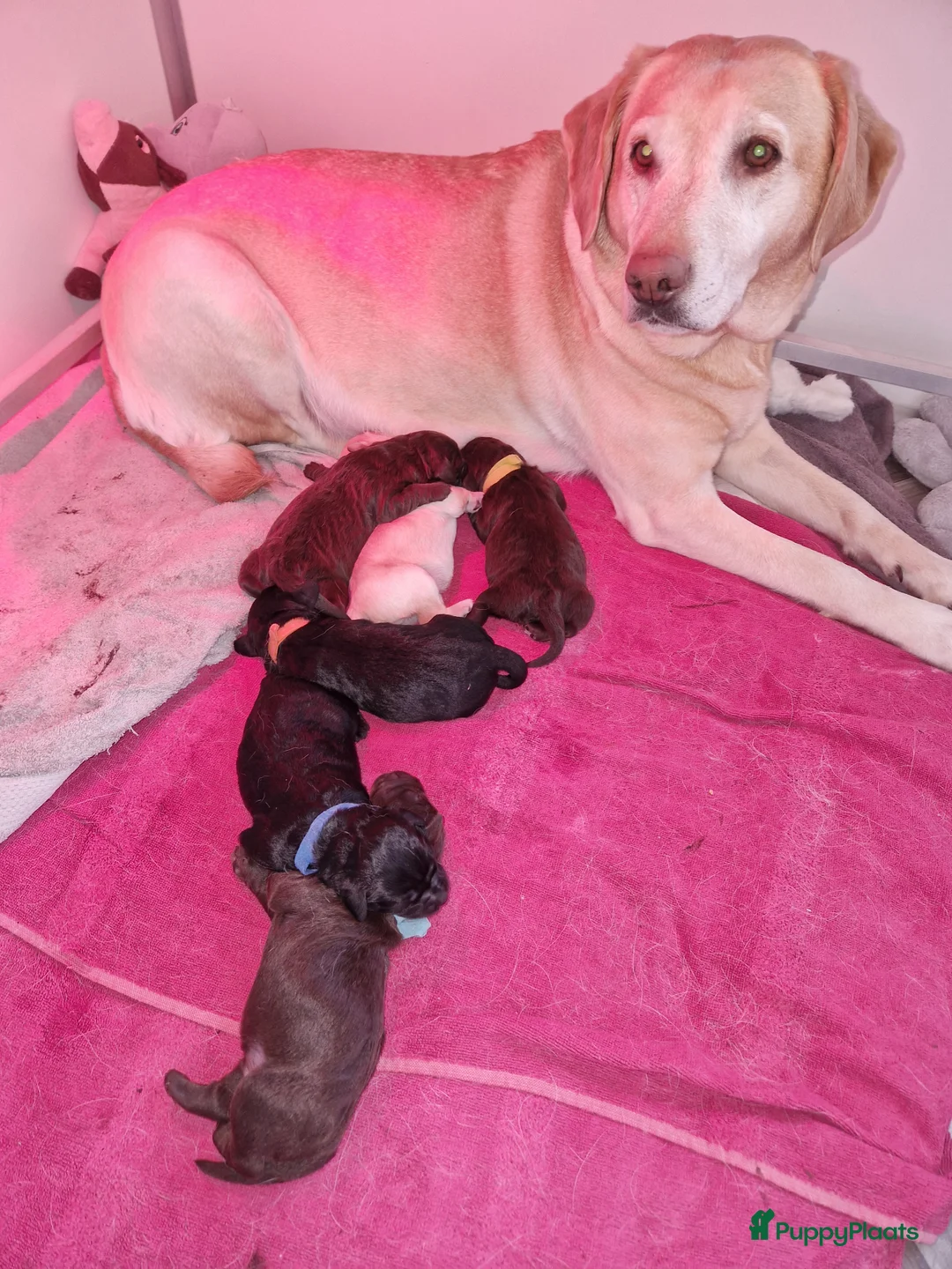 Labradoodle honden te koop: Labradoodle pups  - Advertentie 9