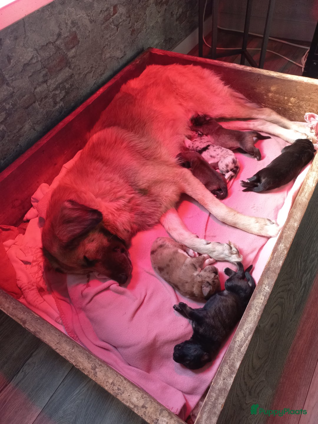 Kruising honden te koop: Mooie pups  mogen weg in de week van 27 november - Advertentie 9