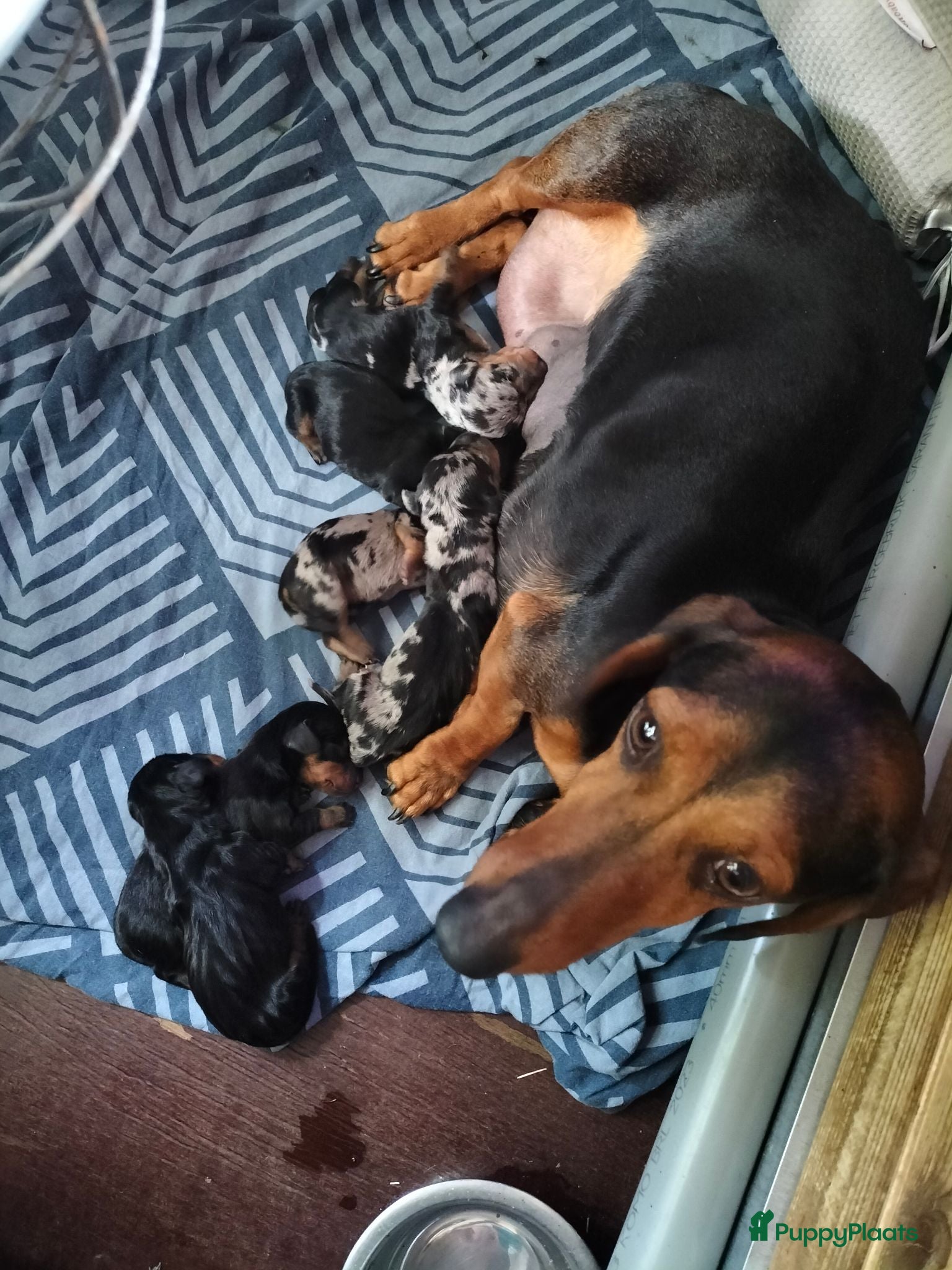 Dwergteckel honden Lieve dwergteckelpups  - Advertentie 1