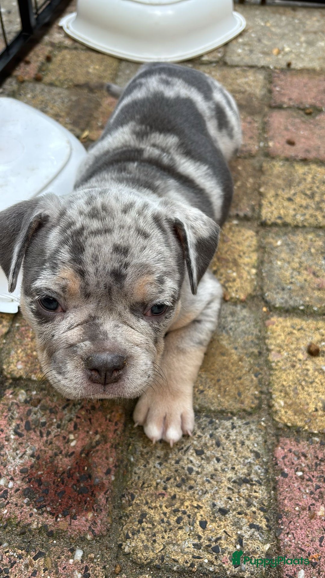 Amerikaanse Bully honden te koop: Exotic/Pocket Amerikaanse Bully Pups - Afbeelding 9