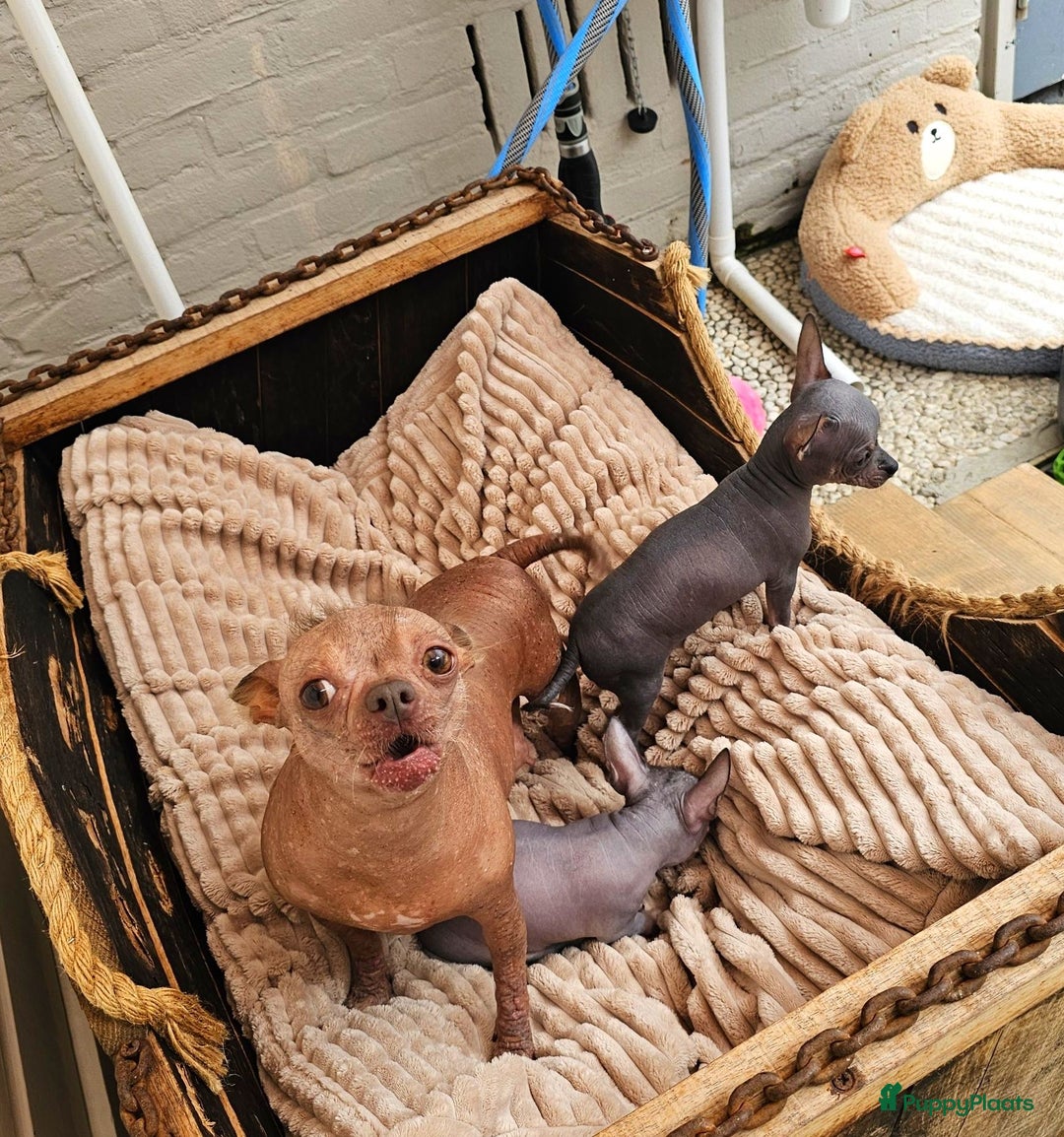 Mexicaanse Naakthond honden te koop: Naakt hondje. - Advertentie 3