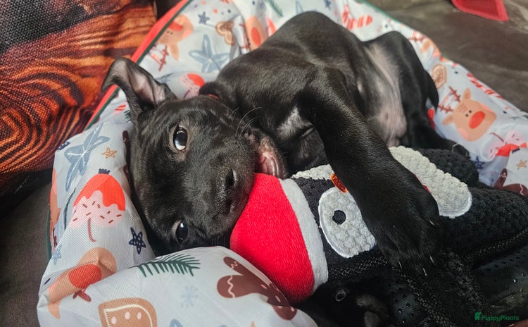 Engelse Stafford honden Engelse Staffordshire Bull terrier pups Bleu&Black - Advertentie 1