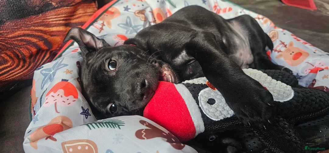 Engelse Stafford honden te koop: Engelse Staffordshire Bull terrier, Laatse Pup! - Advertentie 5