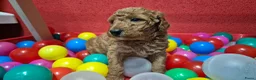 Cockapoo honden te koop: Cockapoo pupjes uit geteste ouders - Advertentie 18