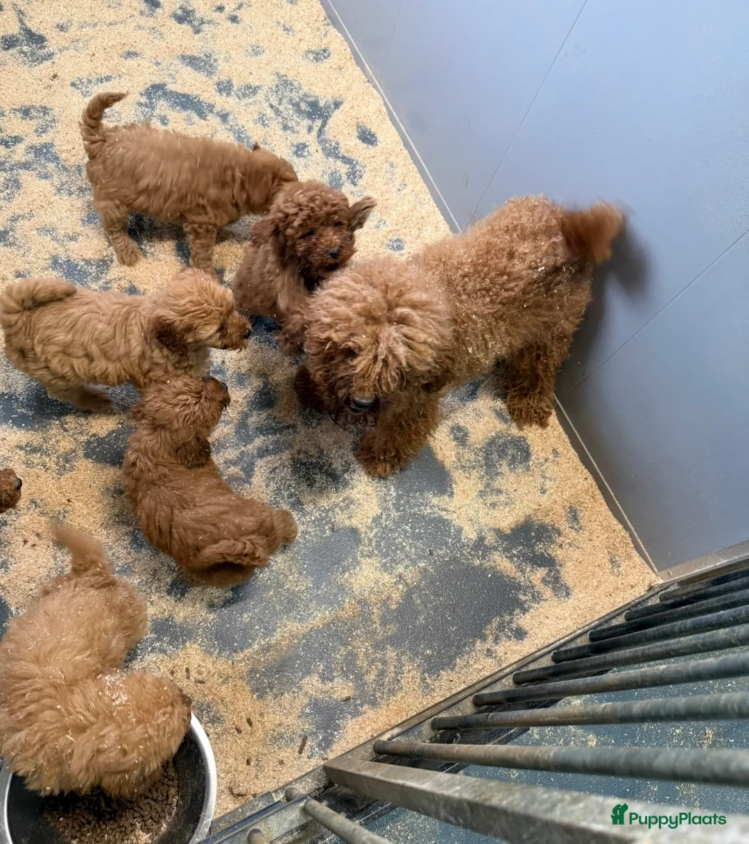 Labradoodle honden te koop: Labradoodle mini  - Advertentie 8