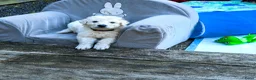 Kuvasz honden te koop: **Bijzondere Kuvasz pups uit een droomcombinatie** - Advertentie 29