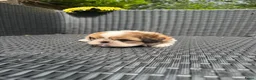 Shih Tzu honden te koop: drie raszuivere reutjes 7 weken oud 🐶 - Advertentie 8