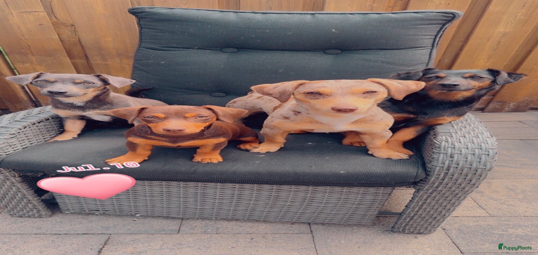 Galerij afbeelding {{count}}