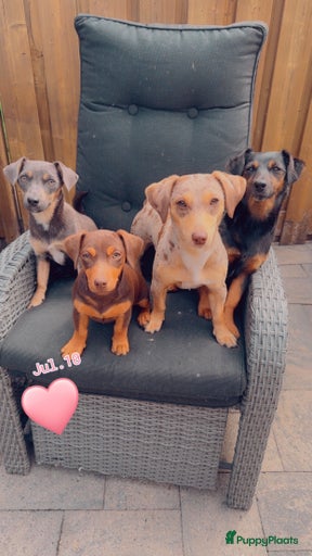 Galerij afbeelding {{count}}