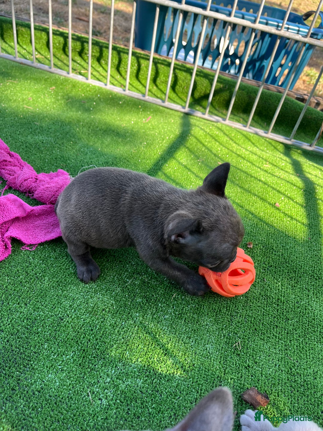 Franse Bulldog honden te koop: Franse Bulldog pups in huis opgevoed  - Afbeelding 4