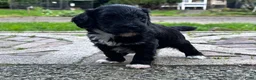 Labradoodle honden te koop: Nog 4 Mini Labradoodle pups beschikbaar.  - Advertentie 22