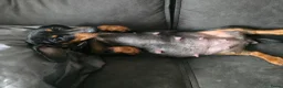 Teckel (korthaar)  honden te koop: Dwergteckel pup kortharig cream blond!!! - Advertentie 9