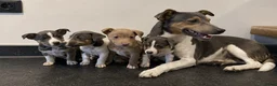 Jack Russel Terriër honden te koop: Jack Russel pups te koop - Advertentie 4