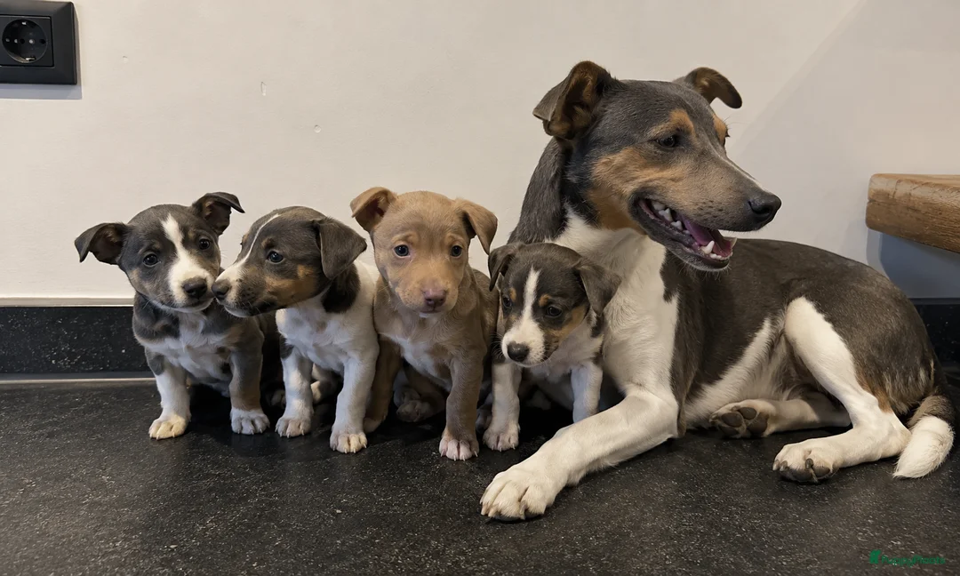 Jack Russel Terriër honden te koop: Jack Russel pups te koop - Advertentie 4