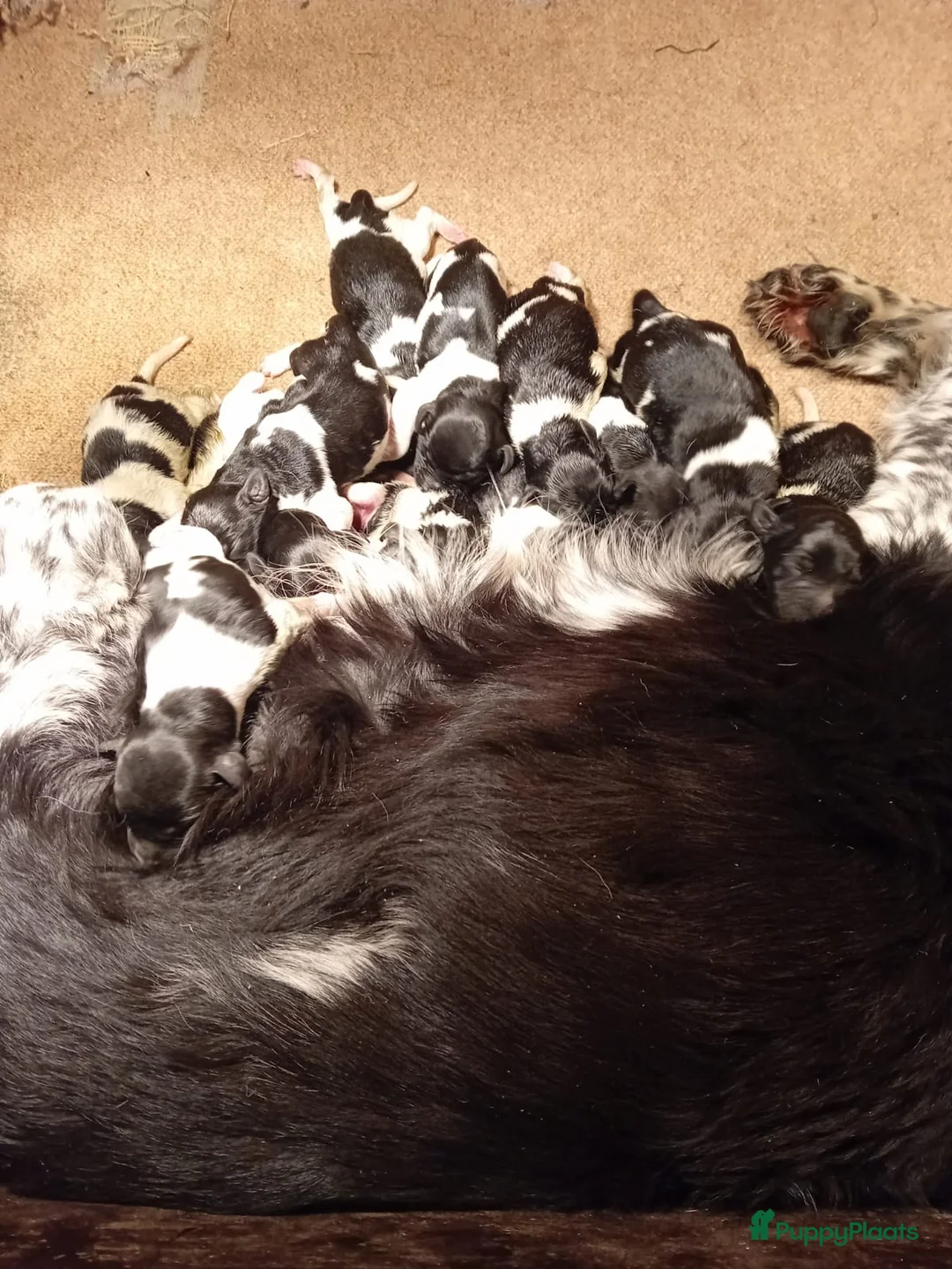 Friese Stabij honden te koop: Mooie Friese Stabij pups - Advertentie 4