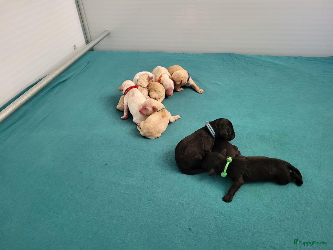 Barbet honden te koop: Prachtige barbet puppy's in Den Ham - Afbeelding 13
