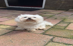 Maltezer honden ter dekking: Maltezer  in Veendam - Afbeelding 1