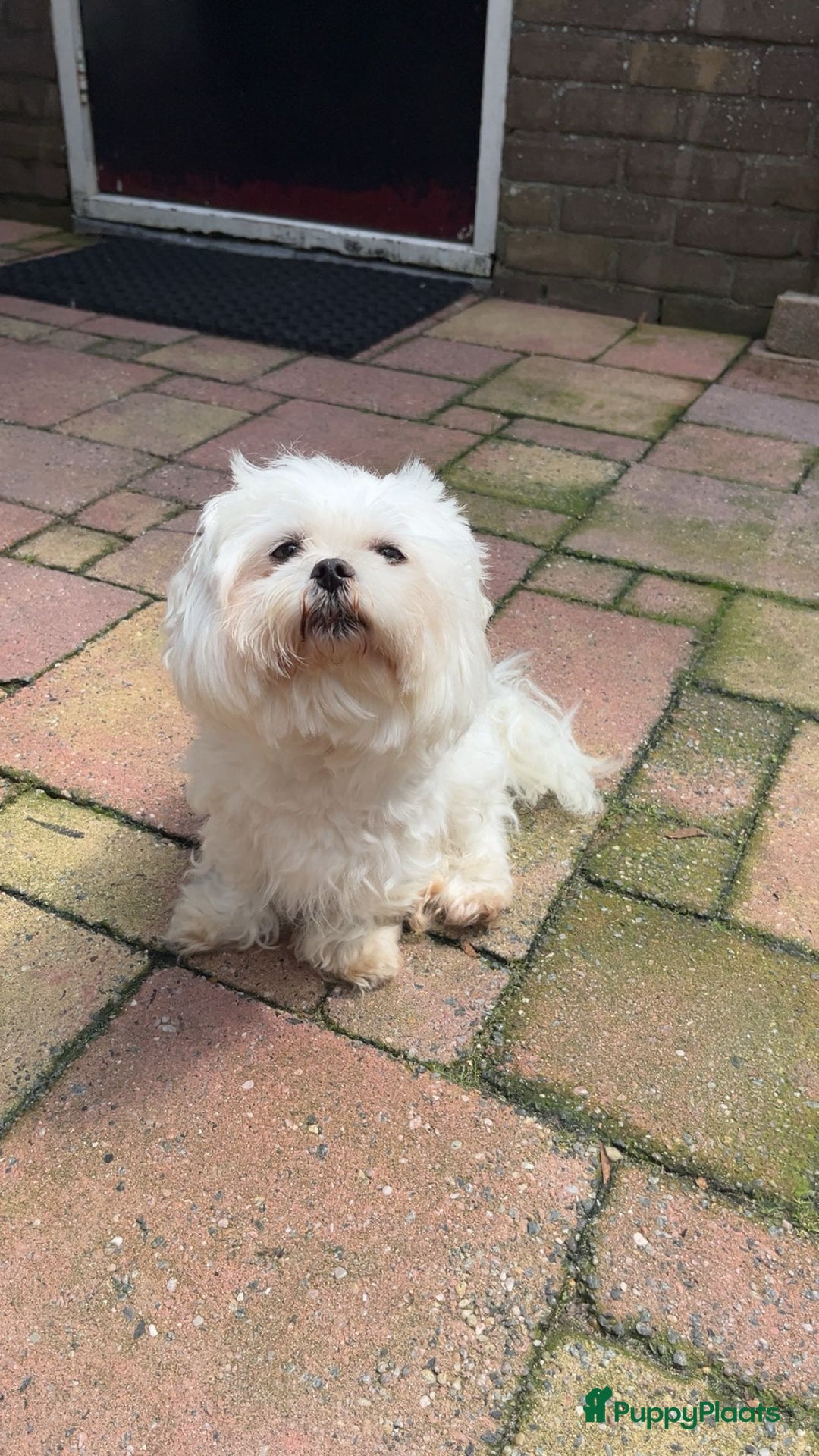 Maltezer honden ter dekking: Maltezer  in Veendam - Afbeelding 1