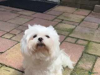 Maltezer honden Maltezer in Veendam - Advertentie 1