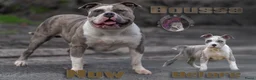Amerikaanse Bully honden te koop: American Bully XL dekreu  - Advertentie 6