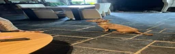 Jack Russel Terriër honden te koop: Prachtige Jack Russel pups te koop - Advertentie 3