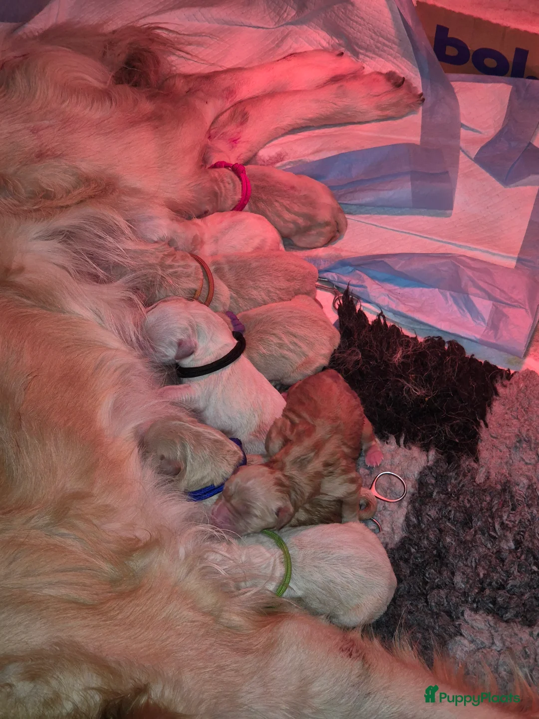 Golden Retriever honden te koop: Liefdevol en huiselijk nest Golden Retriever pups  - Advertentie 18
