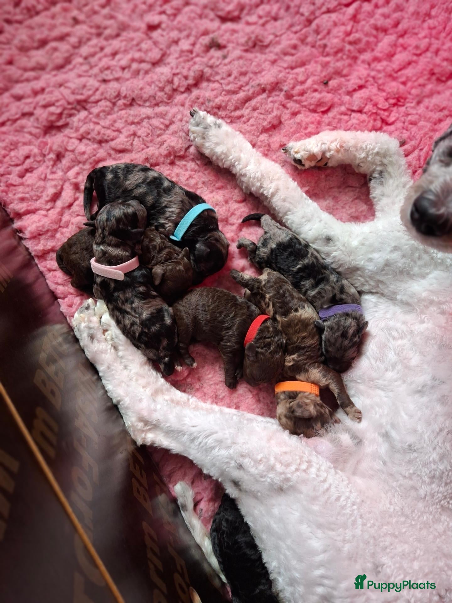Labradoodle honden Mooie mini labradoodle puppies  - Advertentie 1