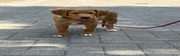 Nova Scotia Duck Tolling Retriever honden te koop: Nova Scotia duck tolling retriever pups,  - Advertentie 6