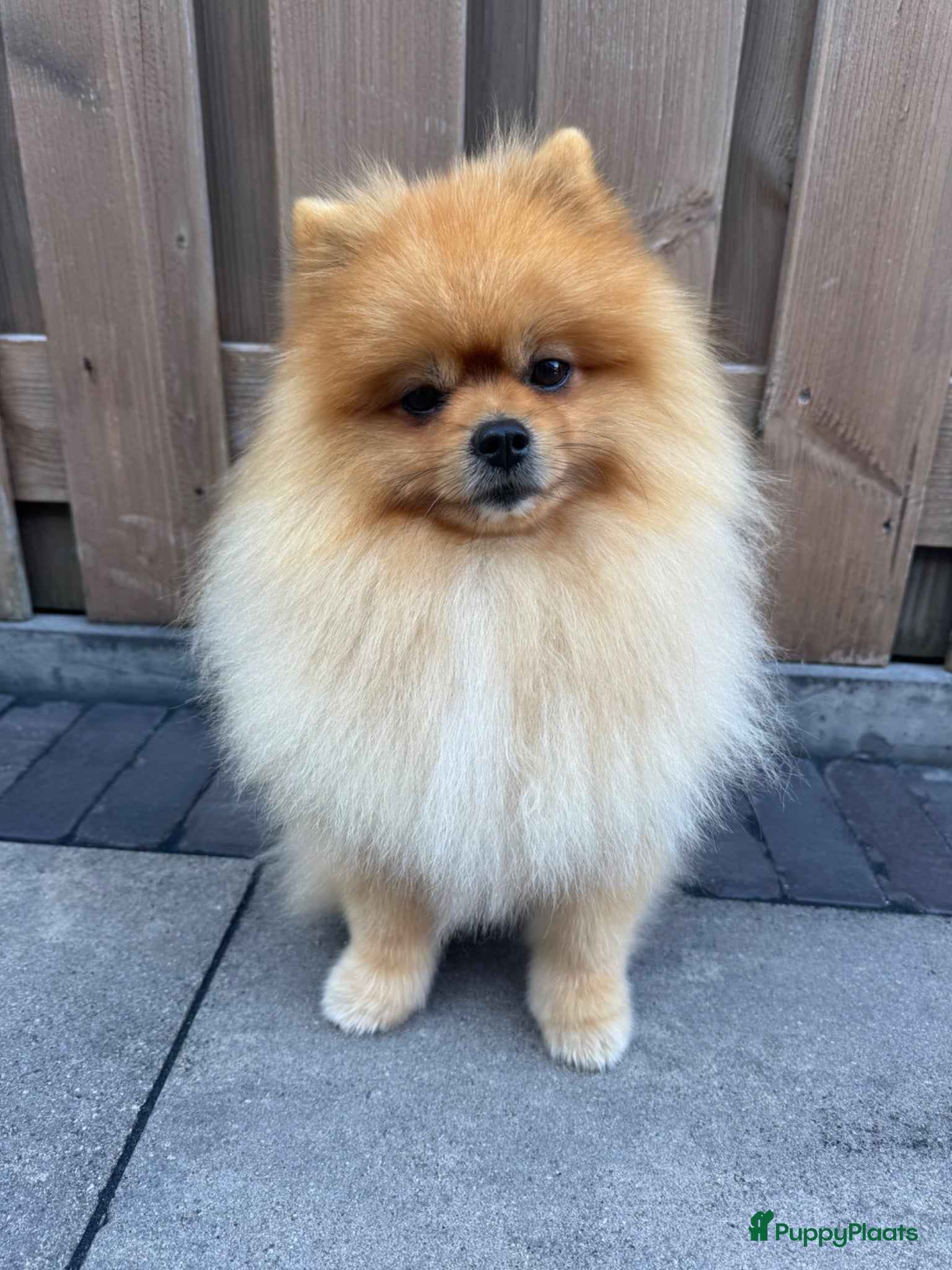 Keeshond honden Dekreu-Dwergkees/Pomeriaan stamboom  - Advertentie 1