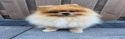 Keeshond honden ter dekking: Dekreu-Dwergkees/Pomeriaan stamboom  in Urk - Advertentie 1