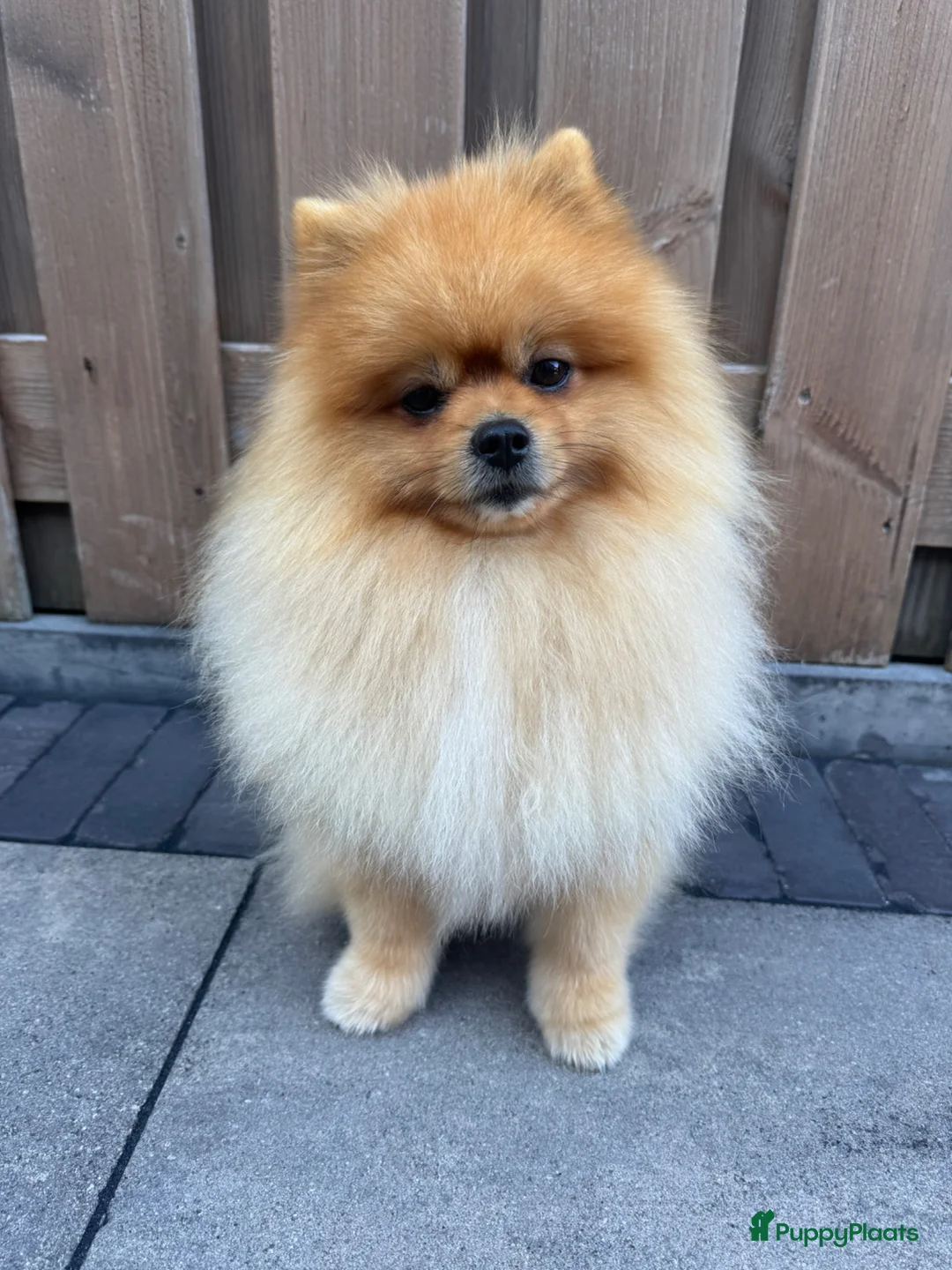 Keeshond honden ter dekking: Dekreu-Dwergkees/Pomeriaan stamboom  in Urk - Advertentie 1