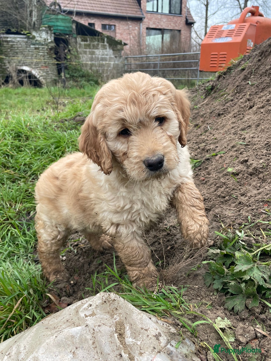 Kruising honden te koop: Mooie goldendoodle pups - Advertentie 5
