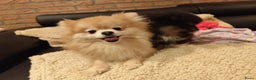 Pomeriaan honden te koop: Super snoezige mini pomeranian puppy ❤️ - Advertentie 4