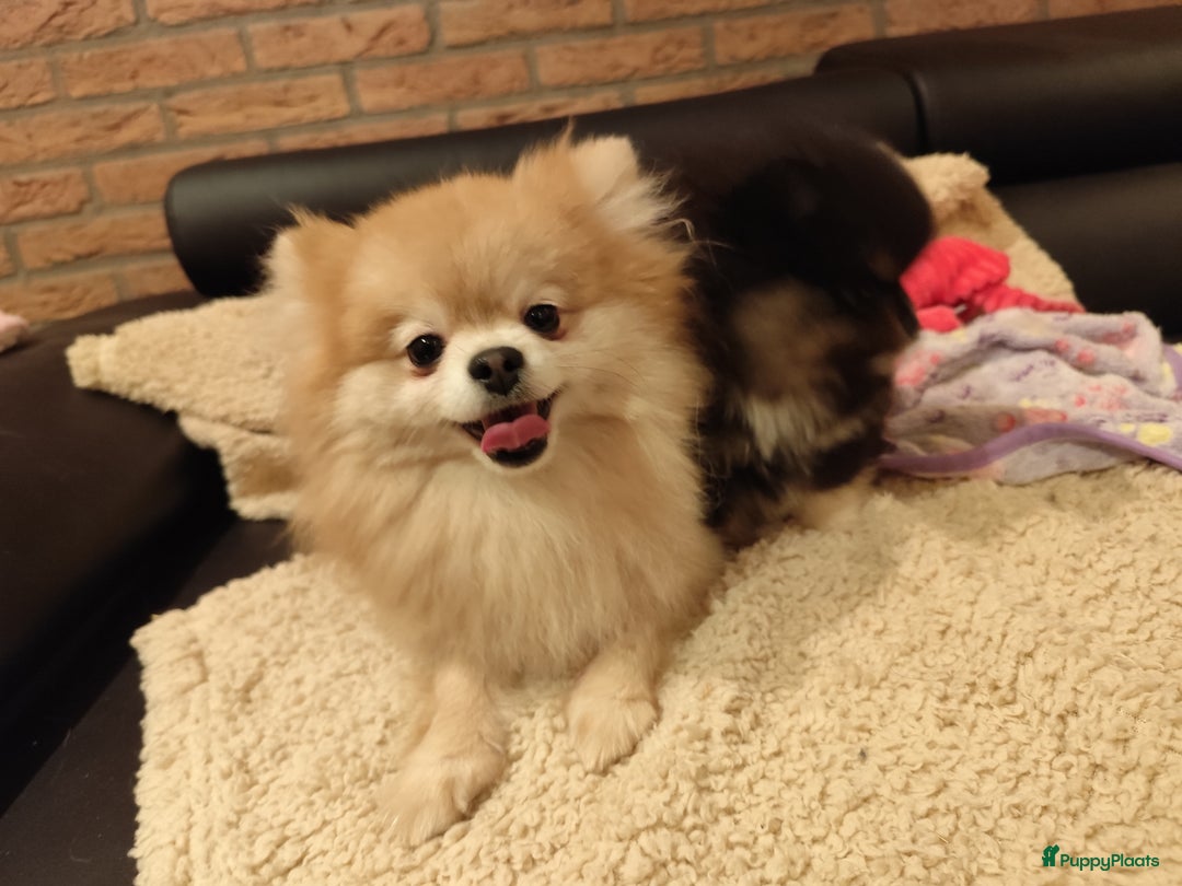 Pomeriaan honden te koop: Super snoezige mini pomeranian puppy ❤️ - Advertentie 4