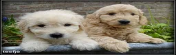 Goldendoodle honden te koop: Goldendoodle pups. Zie omschrijving. - Advertentie 8