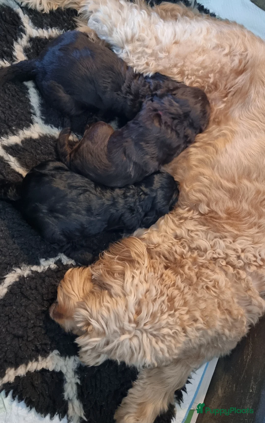 Australian Labradoodle honden te koop: Australian labradoodle pup! - Advertentie 2