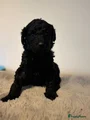 Labradoodle