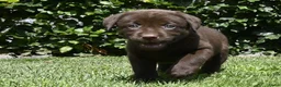 Labrador Retriever honden te koop: Chocolade bruine labrador pups met stamboom ! - Advertentie 12