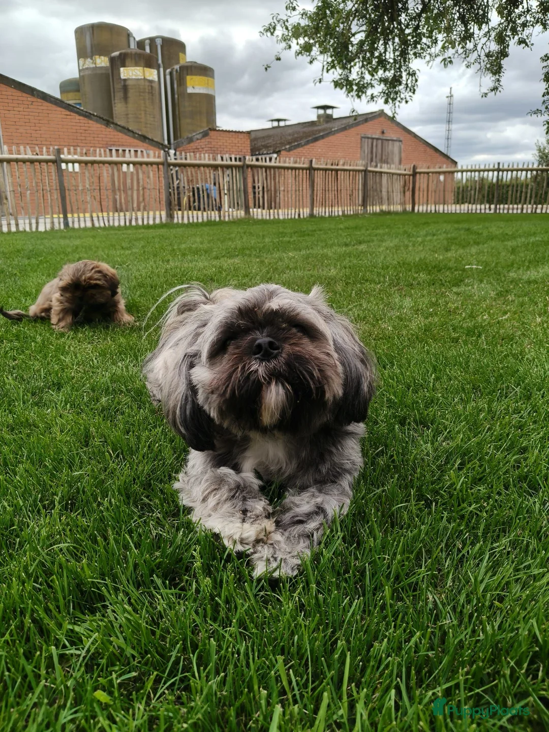 Shih Tzu honden te koop: 3 mooie reutjes - Advertentie 5