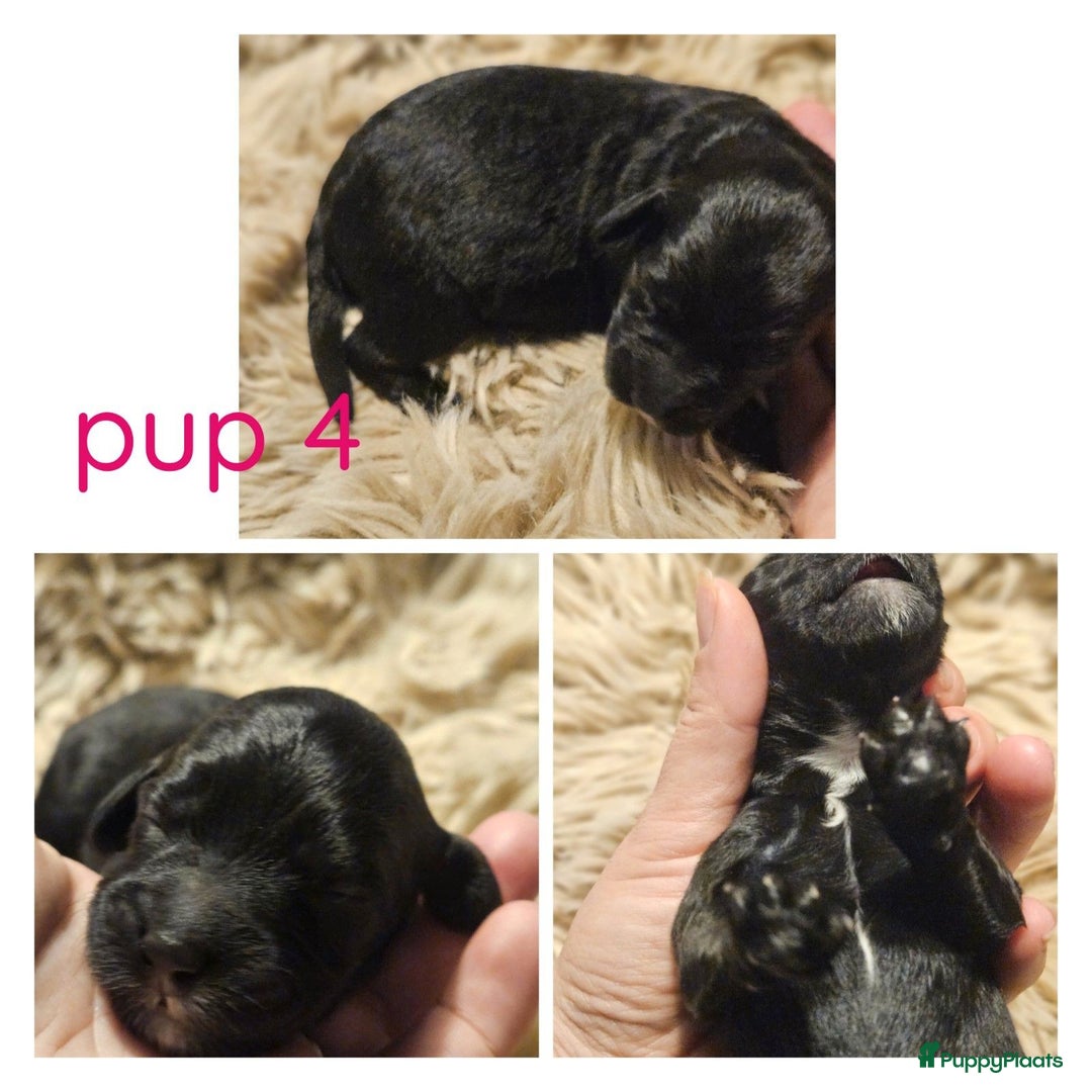 Labradoodle honden te koop: Prachtige labradoodle pups te koop  - Advertentie 16