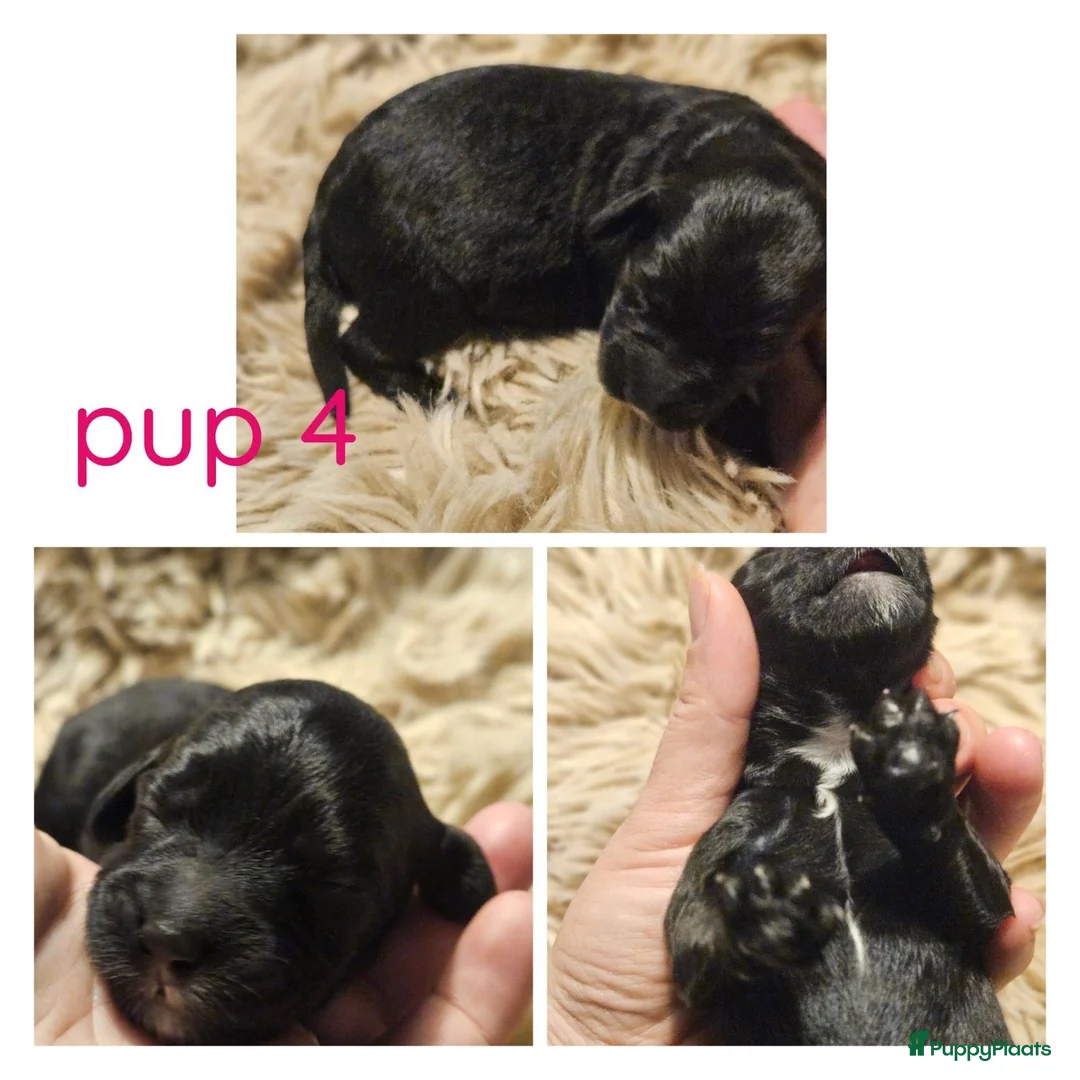 Labradoodle honden te koop: Prachtige labradoodle pups te koop  - Advertentie 16
