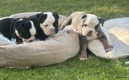 Old English Bulldog honden te koop: Old english Bulldog pups uit geteste ouders - Afbeelding 9