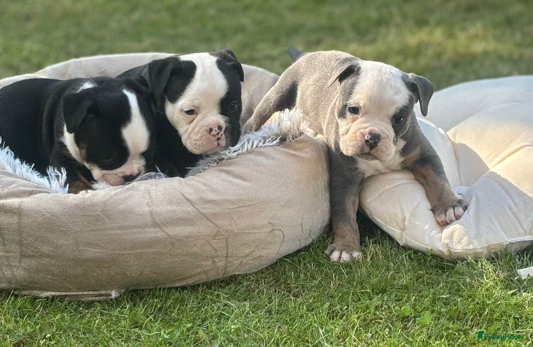 Old English Bulldog honden te koop: Old english Bulldog pups uit geteste ouders - Afbeelding 9