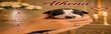 Athena