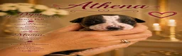 Amerikaanse Naakthond honden te koop: Prachtige Amerikaanse naakt hondjes - Advertentie 37