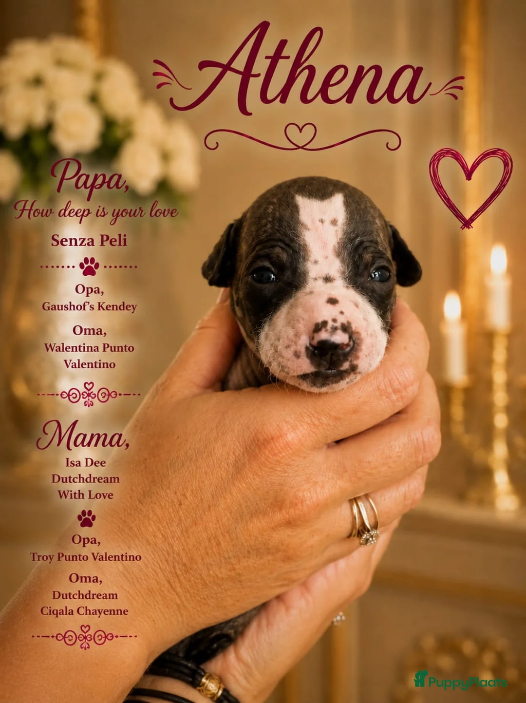 Amerikaanse Naakthond honden te koop: Prachtige Amerikaanse naakt hondjes - Advertentie 37