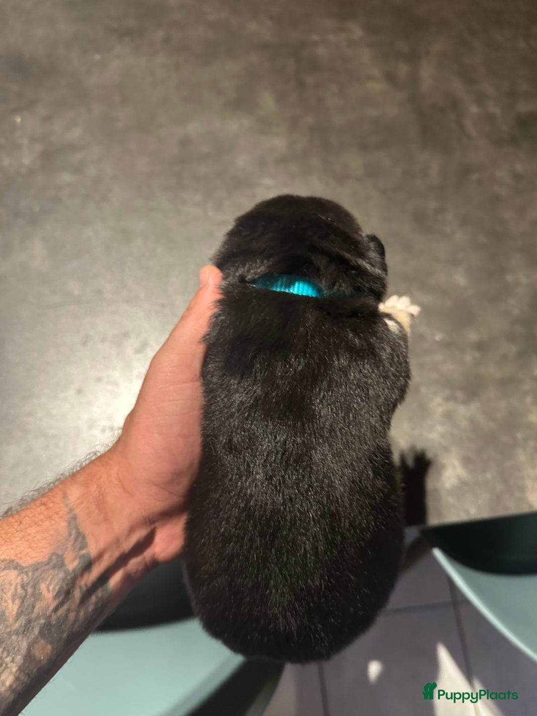 Kruising honden te koop: Liefdevolle bernsky pups  - Afbeelding 6