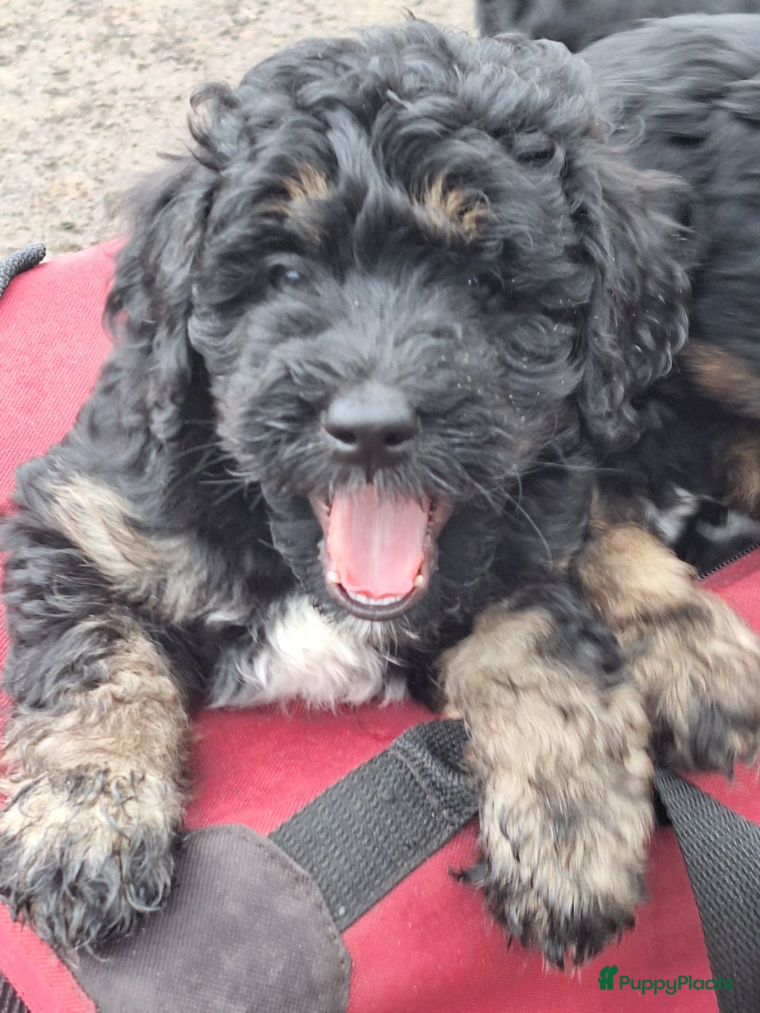 Bernedoodle honden te koop: Bernedoodles multigen - Afbeelding 22