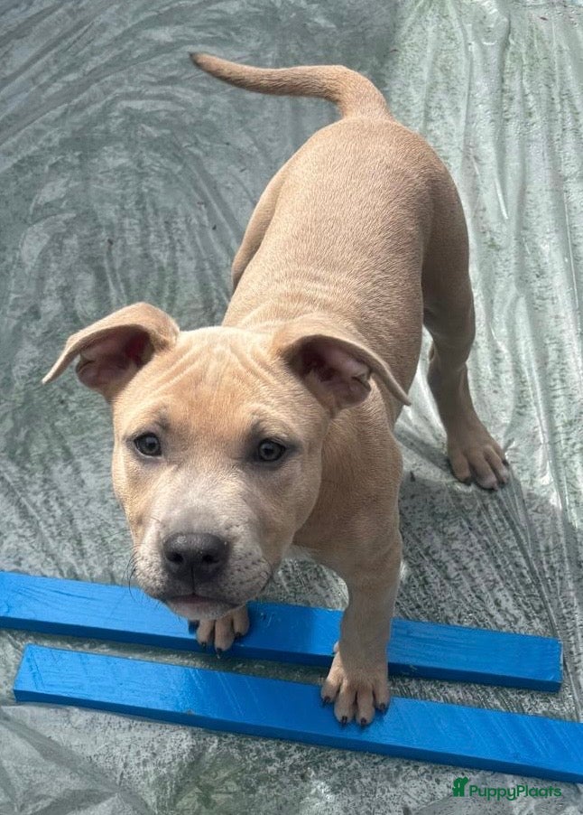 American Staffordshire Terriër honden Amerikaanse Stafford teefje - Advertentie 1